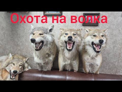 Видео: охота на волка ( добыли волчицу с голубыми глазами )