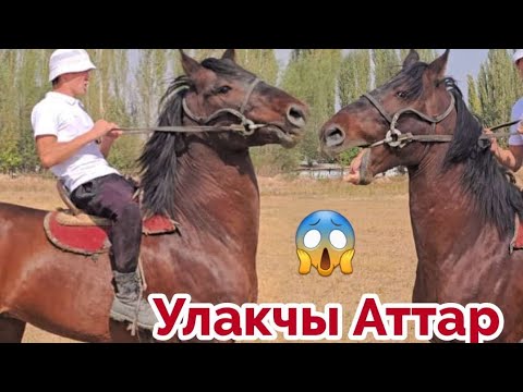 Видео: Аттарга Жеткен Сезондо Улакты Чабат🔥