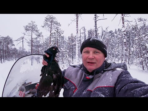 Видео: ОТЪЕЗД ДОМОЙ НА СНЕГОХОДЕ БУРАН ДОБЫЧА КАСАЧЕЙ (ТЕТЕРЕВ) ОХОТА НА ДИЧЬ ТРОФЕЙ