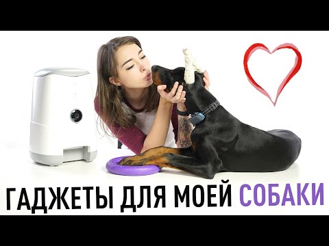 Видео: 5 полезных гаджетов для моей собаки