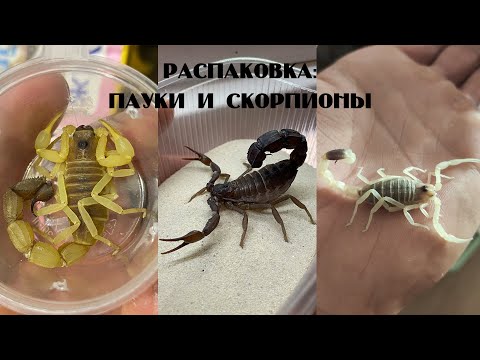 Видео: Распаковка: немного новых пауков и скорпионов