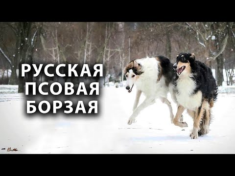 Видео: РУССКАЯ ПСОВАЯ БОРЗАЯ. Всё о породе!!! RUSSIAN GROUNDGREEN