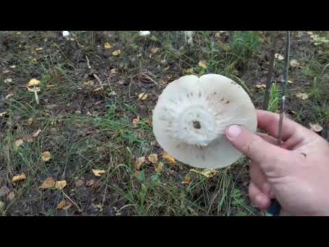 Видео: В лес за грибами! Грузди!!!