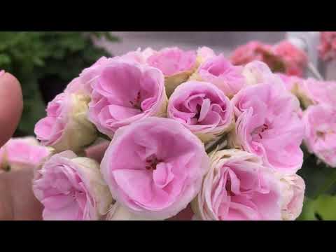 Видео: Обзор пеларгоний в теплице 04.05.2024, Казань