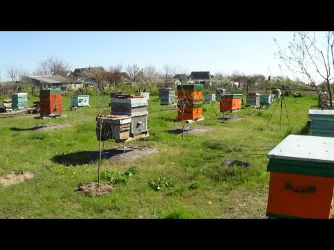 Видео: Пчеловодство как бизнес - теория и практика