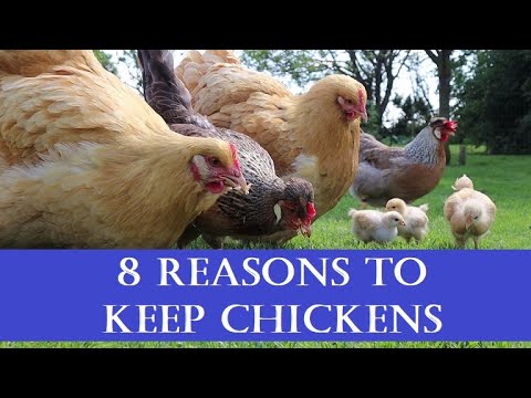 Видео: 8 причин завести кур