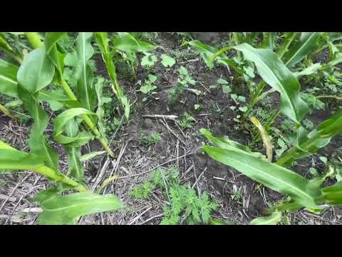 Видео: Кукурудза No till і оранка на одному полі ДК Велес