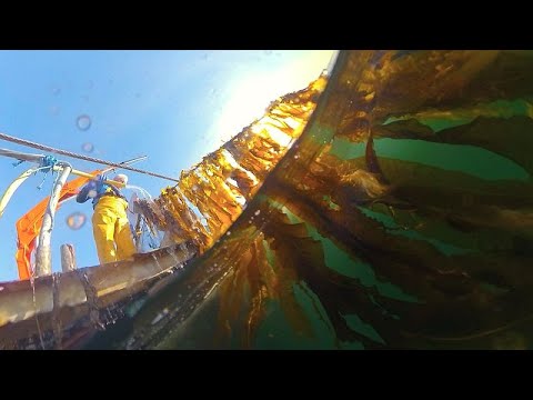 Видео: Быстрорастущий бизнес: чем морское фермерство привлекает рыболовов…