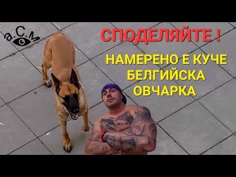 Видео: НАМЕРЕНО Е КУЧЕ БЕЛГИЙСКА ОВЧАРКА МАЛИНОА - СПОДЕЛЯЙТЕ ВИДЕОТО ЗА ДА НАМЕРИМ СОБСТВЕНИЦИТЕ МУ  а.С.м