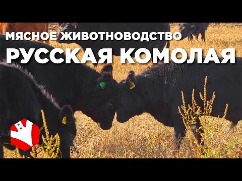 Видео: Русская комолая порода коров | Кормозаготовка и содержание коров | Мясное животноводство