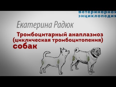 Видео: Тромбоцитарный анаплазмоз собак. Циклическая тромбоцитопения