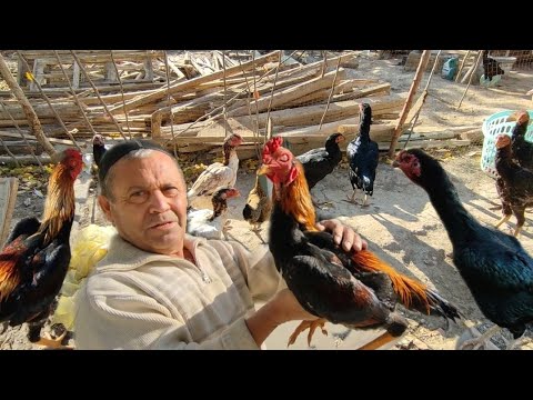 Видео: ПАРВОЗЛАР УЧУН МАХСУС ВИДЕО ЕСКИ ПАРВОЗ ОБИДЖОН АКА УЙЛАРИДА ТАНАЧИ ШАМО ХУРОЗ ЯНГИ ЗОТЛАР 