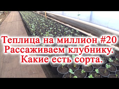 Видео: Теплица на миллион #20 Рассаживаем клубнику.  Какие есть сорта.