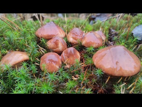 Видео: Последние грибы сезона 2025. Ноябрьские маслята.
