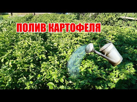 Видео: Полив картофеля