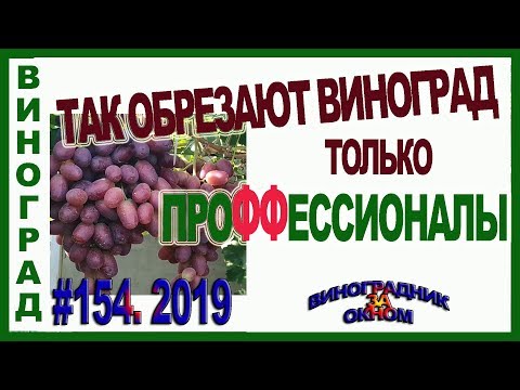 Видео: 🍇 ТОЛЬКО 2 ВИНОГРАДАРЯ ИЗ 10 ТАК ОБРЕЗАЮТ ВИНОГРАД!!! Теория обрезки винограда на плодовое звено.