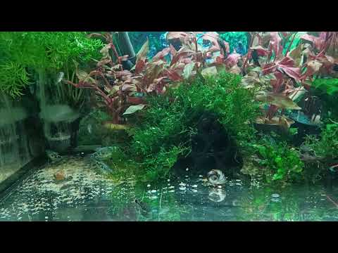 Видео: Аквариумы снова идеальные ✨🔥💯. Стрижка растений 🪴. Каридорусы и Крапчатые сомики росту.🐠 Aqua Chaos 