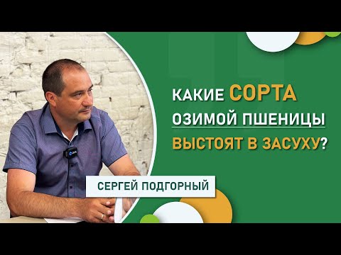 Видео: Какие сорта озимой пшеницы выстоят в засуху? | Итоги уборки-2025 от АНЦ «Донской»