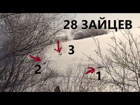 Видео: ОХОТА НА ЗАЙЦА , РАЗОРВАЛО ПАТРОН, НЕ УСПЕВАЛ ПЕРЕЗАРЯЖАТЬСЯ
