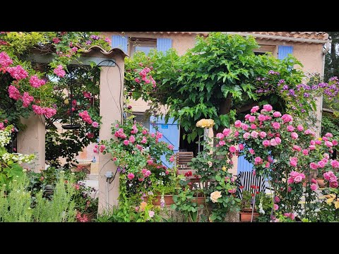 Видео: Нарезаю круги вокруг дома среди моих роз ,и это - НАСТОЯЩЕЕ СЧАСТЬЕ/23-25 мая 2022