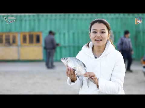 Видео: VISIT TARAZ 10   Жамбыл облысының өзен-көлдері