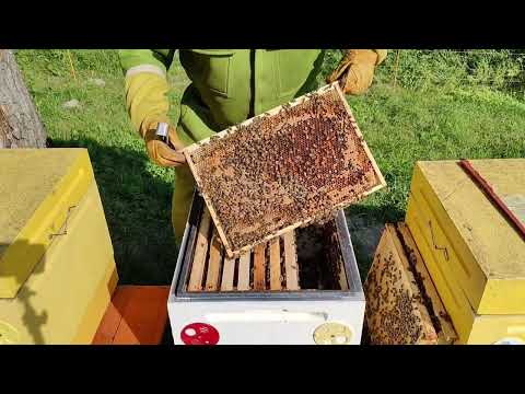 Видео: Тестируем плодную матку Карла Пернера F1 (Карника, Тройзек)