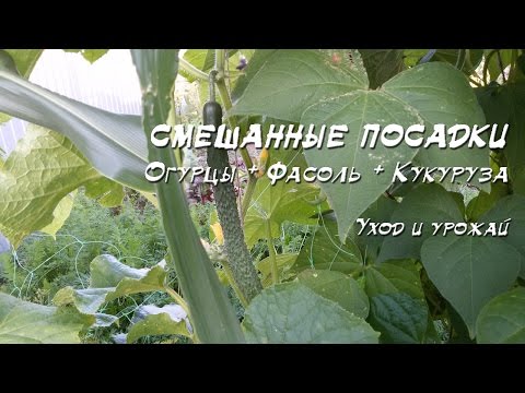 Видео: Смешанные посадки 2016: Огурец + фасоль + кукуруза + лук + зелень