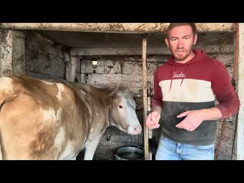 Видео: 📋ОФОРМЛЕНИЕ ДОКУМЕНТОВ НА ПРОДАЖУ КОРОВЫ 🗓️ ЗАВТРА ОТВЕЗЕМ МАРТУ🐄🚚