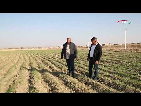 Видео: Вусъати корҳои ободонӣ дар ноҳияи Деваштич.