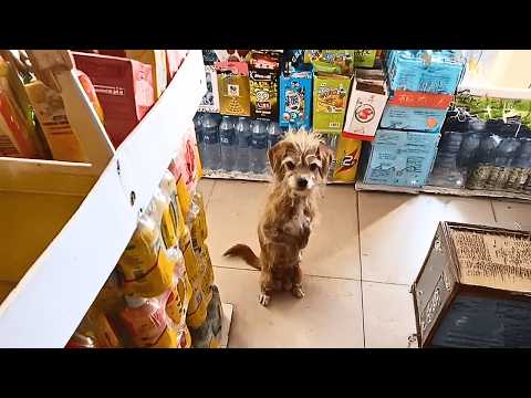 Видео: К дверям магазина пришёл “особенный” бездомный пёс, уверенный, что вежливость принесёт ему еду.