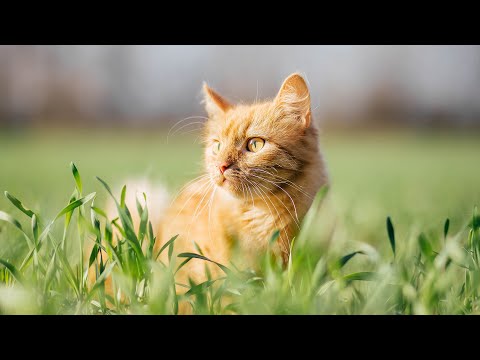 Видео: Чрезвычайно успокаивающая кошачья терапевтическая музыка 😽 Кошачья музыка для глубокой релаксации...
