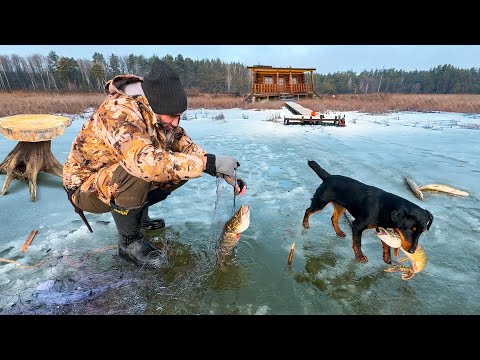 Видео: Экстремальная рыбалка на тонком льду Сделал стол из корня Закоптил щуку