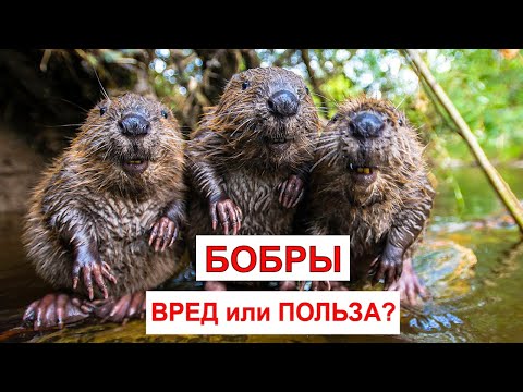 Видео: БОБР (Beaver). Энциклопедия дикой природы