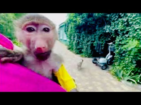 Видео: Посмотрите КАК Маняшка приезжала домой с ветеринарной клиники и как ее встречал Степка!