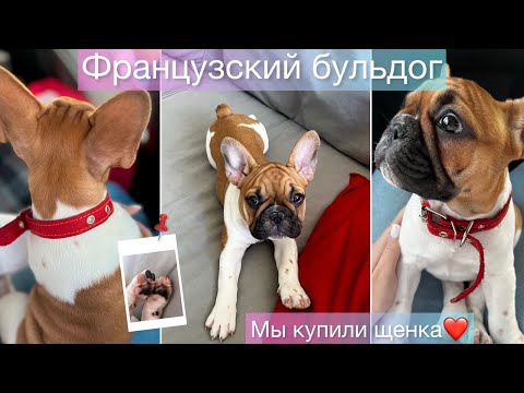 Видео: ФРАНЦУЗСКИЙ БУЛЬДОГ/МЫ ЗАВЕЛИ ЩЕНКА/ВАНЖЕЛЬ❤️