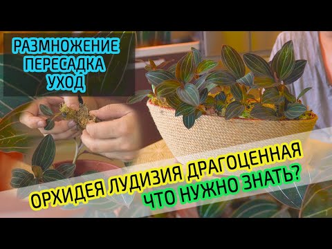 Видео: Орхидея Лудизия Драгоценная. Уход, размножение, пересадка в домашних условиях.