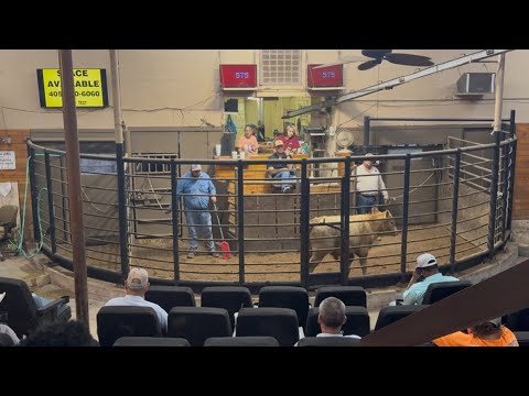 Видео: Рынок крупного рогатого скота терпит крах?