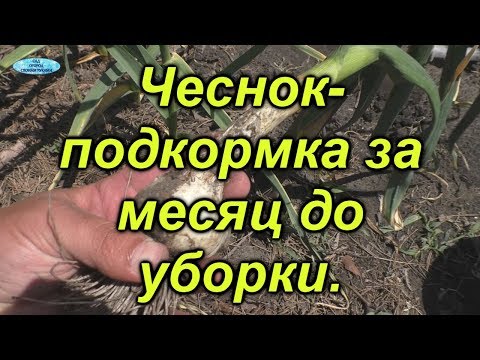 Видео: Чеснок- важная подкормка за месяц до уборки!