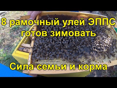 Видео: 8 рамочный улей ЭППС готов зимовать