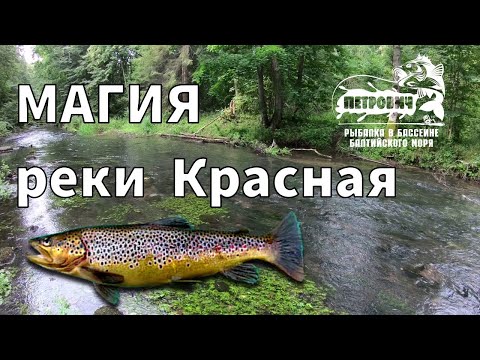 Видео: VLOG: Форель. Необычность. Река "Красная". Август 2020.