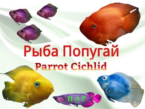 Видео: Аквариумные рыбки.Рыба попугай.Parrot Cichlid