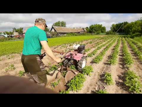 Видео: Окучивание картофеля мотоблоком дисковым окучником