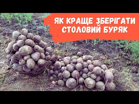 Видео: Як краще зберігати столовий буряк