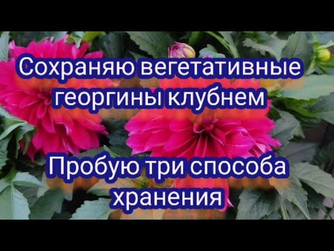 Видео: Вегетативные георгины. Три способа сохранить клубни