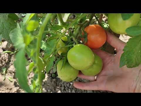 Видео: ОБРІЗАЄМО ЛИСТЯ ТОМАТІВ- ЗБІЛЬШУЄМО УРОЖАЙ.  ПРОФІЛАКТИКА ФІТОФТОРОЗУ