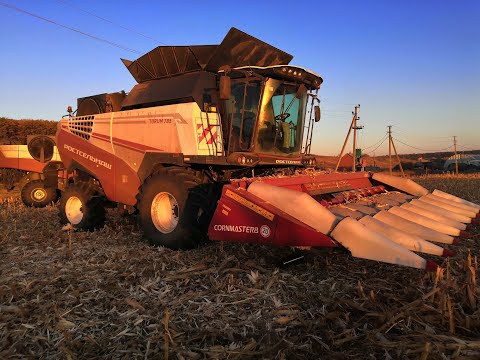Видео: Торум 785 . Работа на кукурузе, потери, пояснения по жатке.