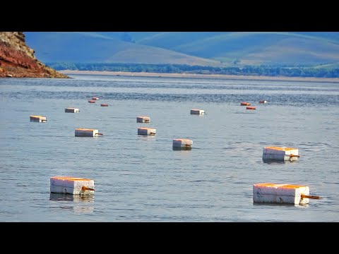 Видео: САЗАНЫ НА ПОПЛАВКИ-ПЕРЕВЁРТЫШИ! ТАК ЛОВЯТ МЕСТНЫЕ В ХАКАСИИ! Рыбалка с ночёвкой