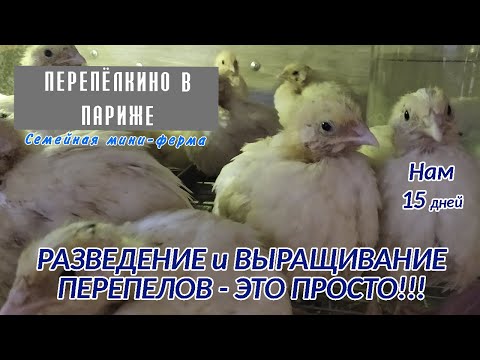 Видео: РАЗВЕДЕНИЕ И ВЫРАЩИВАНИЕ ПЕРЕПЕЛОВ   ЭТО ПРОСТО  НАМ УЖЕ 15 ДНЕЙ