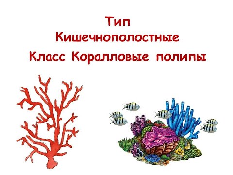 Видео: Коралловые полипы