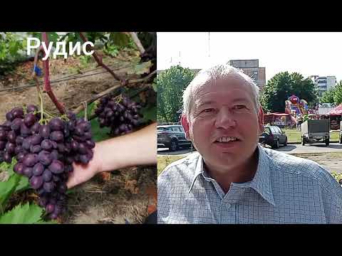 Видео: Новые гибридные формы винограда Сергея Рудакова 2025 г.